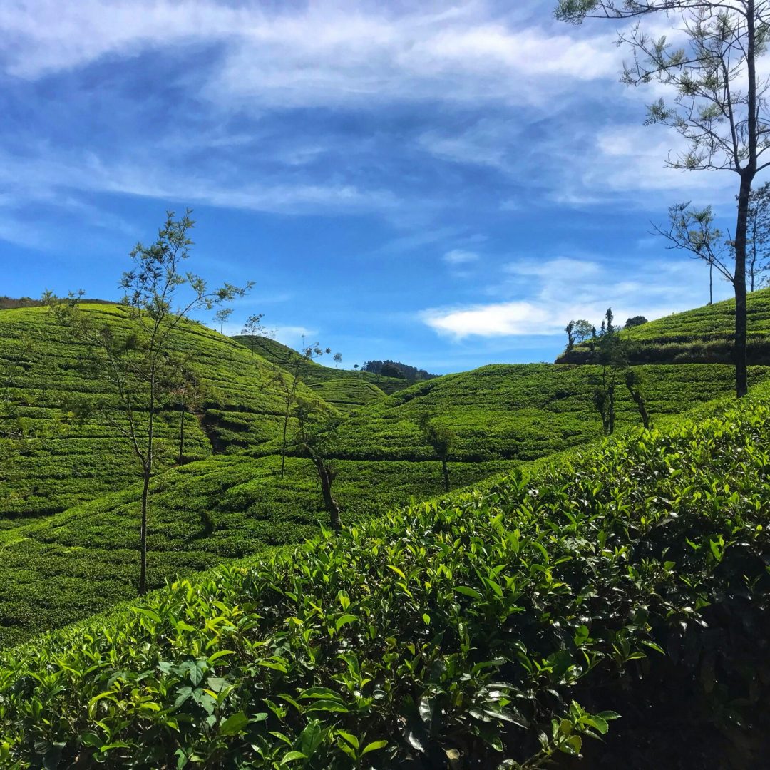 lakshan-mamalgaha-P-avRWoSy9I-unsplash