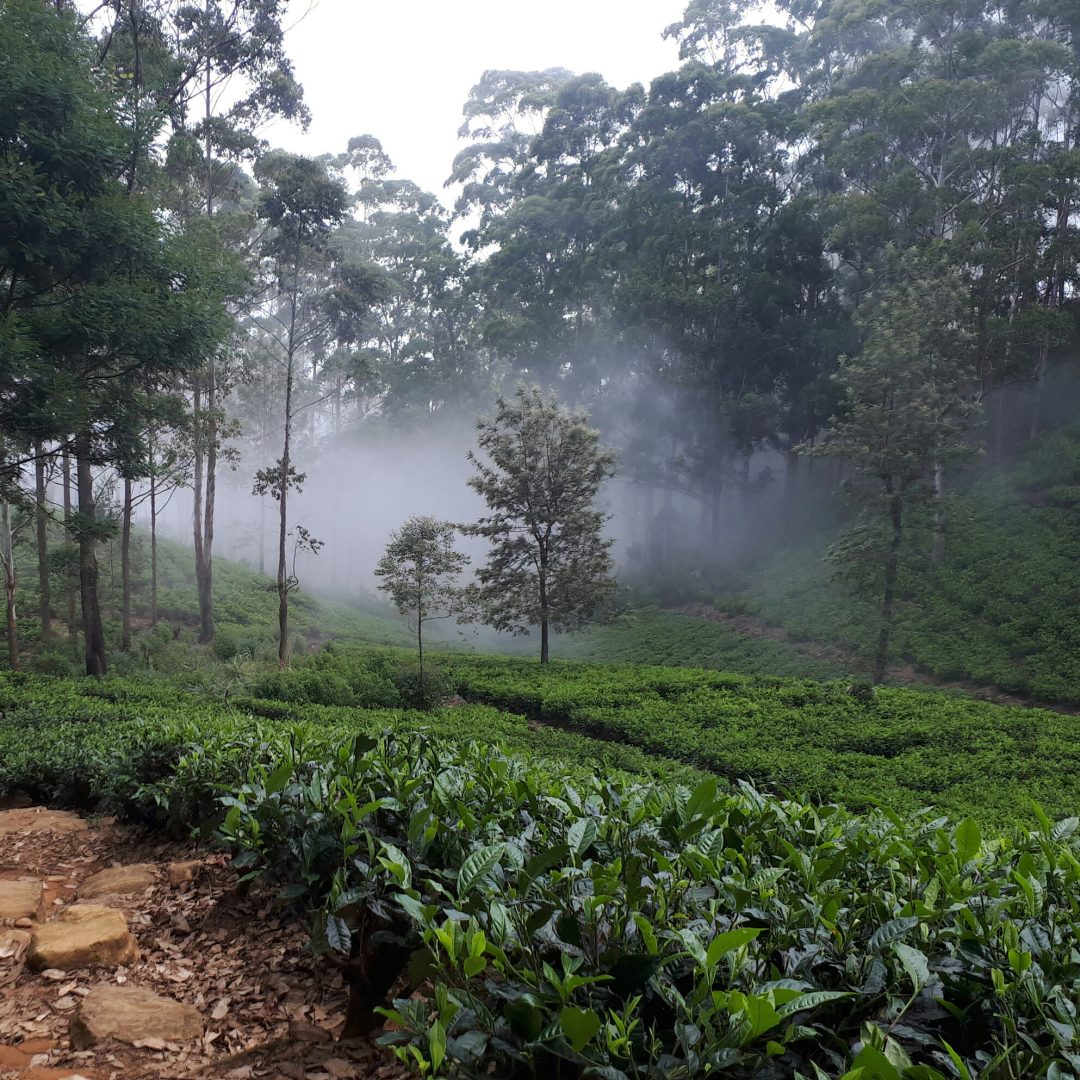 shameera-carrim-ToZCdERosp0-unsplash